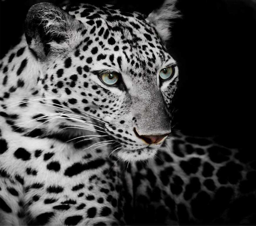 Siyah Beyaz Leopar Duvar Kağıdı
