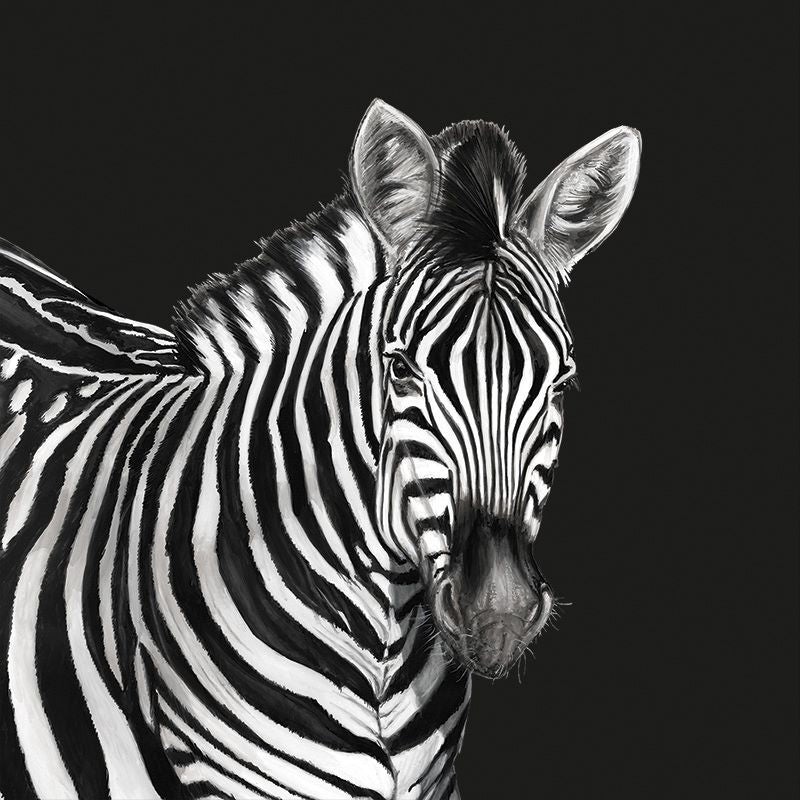 Dolce Gabbana Zebra Pano Kağıt Koleksiyonu