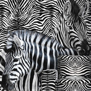Dolce Gabanna Zebra Çerçeve Detaylı Pano Duvar Kağıdı