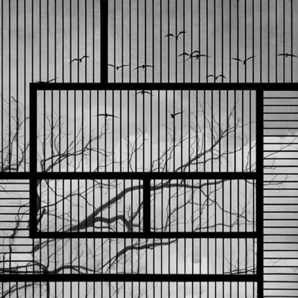 Kış Ağaç Dalları Martılar Duvar Kağıdı