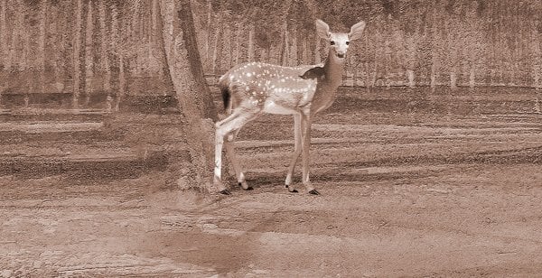 Sepya Renk Geyik Ceylan Duvar Kağıdı