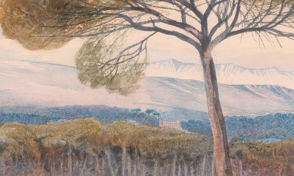 Büyük Çam Ağaçları Ormanı Duvar Kağıdı