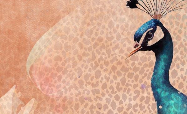 Nilüfer Çiçeği Üstünde Zarif Tavus Kuşu Duvar Kağıdı