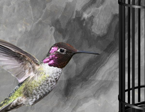 Mermer Zeminde Gold Siyah Kafes Ve Kuşlar Duvar Kağıdı