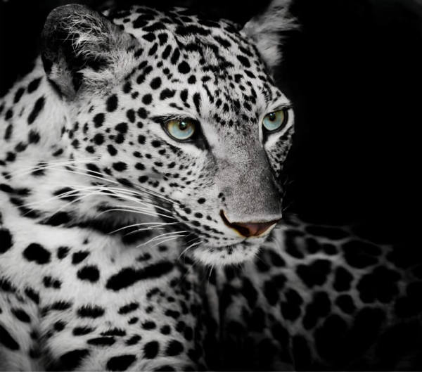 Siyah Beyaz Leopar Duvar Kağıdı