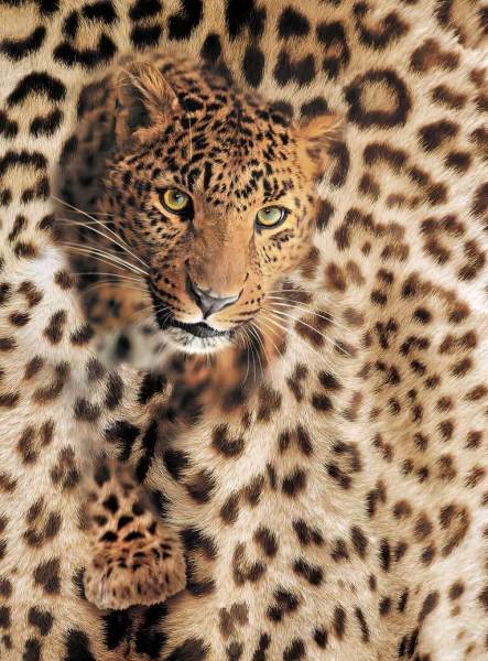 Kürkünden Çıkan Leopar Duvar Kağıdı