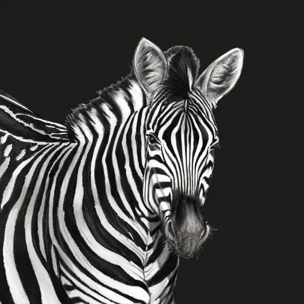 Dolce Gabbana Zebra Pano Kağıt Koleksiyonu
