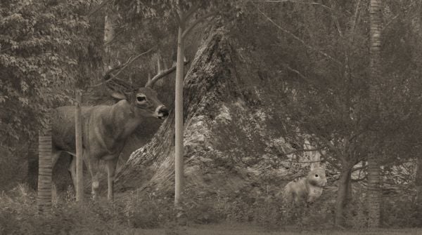 Sepya Renk Egzotik Ormanda Hayvanlar Duvar Kağıdı