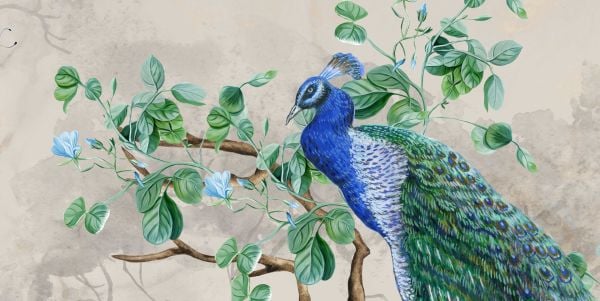 Tavus Kuşları Tasarım Duvar Kağıdı