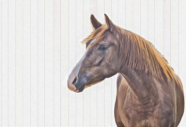 Brown Horse At Desen Duvar Kağıdı