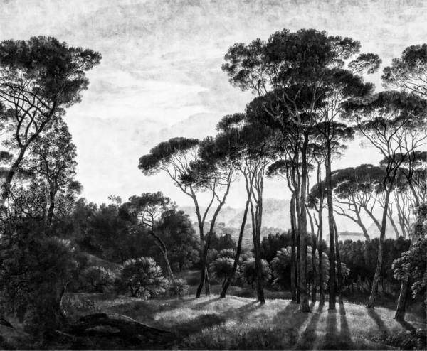 Siyah Beyaz Egzotik Orman Duvar Kağıdı